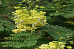 Caesalpinia decapetala